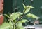Black nightshade plant