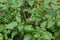 Black nightshade Solanum nigrum flowers