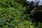 Black nightshade ( Solanum nigrum ) flowers and berries. Solanaceae annual plants.