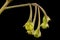 Black Nightshade Solanum nigrum. Infructescence Closeup
