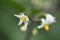 Black nightshade ï¼ˆSolanum nigrum .