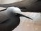 Black noddy or white-capped noddy Anous minutus