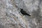 Black Noddy, Witkapnoddy , Anous minutus