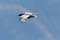 Black northern raven corvus corax in flight in sunshine looking up