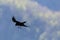 Black northern raven corvus corax with outstretched legs in flight