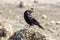 Black Northwestern crow