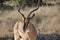 A black nose impala at the namibian Kalahari.