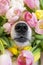 Black nose of welsh corgi pembrok funny dog in spring flowers pink, white and yellow tulips. spring and summer blooming and