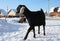 black nubian goat animals walks in winter on a farm