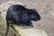 Black nutria