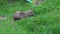 Black Nutria with long fur eat green gras by the river close up. Grey water rat with a long tail, muskrat eats in a park