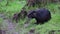 Black nutria at river shore grooming its wet fur and showing long teeth of nutria beaver