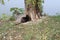The black nutria under the tree