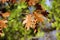 Black Oak Leaves  704873