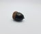 Black oak tree acorn seed on white background