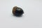 Black oak tree acorn seed on white background