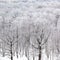 Black oak tree bare trunks in forest in winter