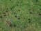 Black oak tree galls or seed pods on green grass