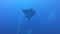 Black Oceanic Manta floating on a background of blue water