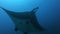Black Oceanic Manta floating on a background of blue water