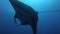 Black Oceanic Manta floating on a background of blue water