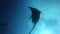 Black Oceanic Manta floating on a background of blue water