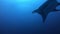 Black Oceanic Manta floating on a background of blue water