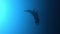 Black Oceanic Manta floating on a background of blue water