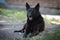 Black old purebred homeless abandoned lonely dog â€‹â€‹lying on the street