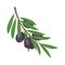 Black olive berries or fruits, design element.