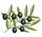 Black olives branch