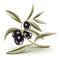 Black olives branch