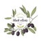 Black olives label design over hand drawn olive branch