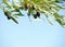 Black olives on the tree against blue sky. Shallow depth of field. Selective Focus