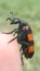 Black and orange back  beetle sitting on grass branch