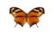 Black and orange butterfly Anaea fabius isolated