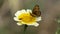 Black and orange butterfly, called â€œcheckerboard athalieâ€ browsing an edible chrysanthemum flower, and small wasp, early June