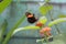 Black and orange butterfly, French Guiana