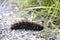 Black and Orange Caterpillar