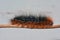 Black and orange hairy caterpillar of the garden tiger moth.