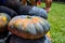 Black and orange pumpkin bunch. Ripe vegetable on market. Ripe squash closeup photo. Autumn season background