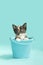 Black, orange and white calico Kitten in Blue Bucket