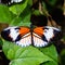 Black, orange and white colored longwing butterfly
