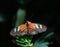 Black, Orange, and White Heliconius erato or Red Postman Butterfly with Open Wings Perched on a Pink Flower