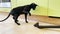 Black oriental cat play with brush