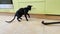 Black oriental cat play with brush