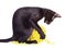 Black Oriental Shorthair Cat Playing With Woolen Ball