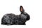 Black oryctolagus cuniculus domesticus - flemish Giant rabbit br
