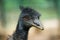 Black ostrich closeup portrait