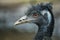 Black ostrich closeup portrait